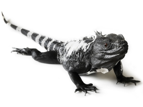 Spiny Tailed Iguana For Sale, Spiny Tailed Iguana For Sale Me, Spiny Tailed Iguana For Sale Cheap, Spiny Tailed Iguana For Sale Uk, Spiny Tailed Iguana For Sale Usa, Spiny Tailed Iguana For Sale Europe, Spiny Tailed Iguana For Sale Canada, Baby Spiny Tailed Iguana For Sale